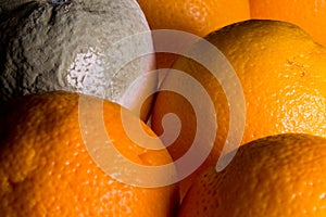 Macro image of orange with mold