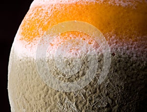 Macro image of orange with mould