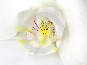 Macro image of orchid