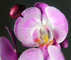 Macro image of orchid, captured with a small depth of field