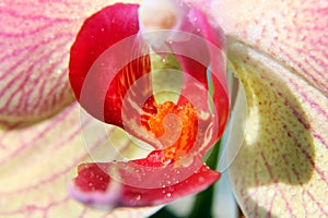 Macro image of orchid. droplets on orchid flower, captured with a small depth of field