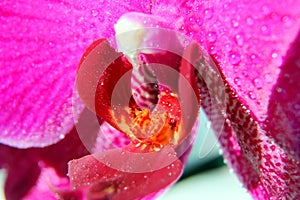 Macro image of orchid. droplets on orchid flower, captured with a small depth of field