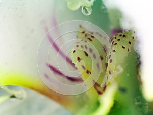 Macro image of orchid. droplets on orchid flower, captured with a small depth of field