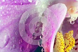 Macro image of orchid. droplets on orchid flower, captured with a small depth of field