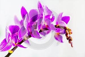 Macro image of orchid flower, captured with a small depth of field.