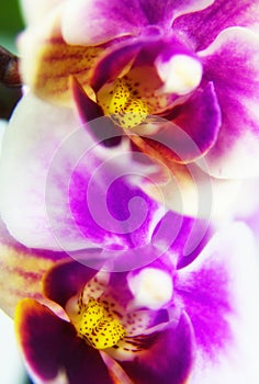 Macro image of orchid flower, captured with a small depth of field.