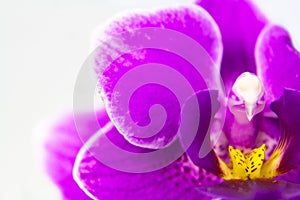 Macro image of orchid flower, captured with a small depth of field.