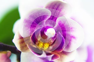 Macro image of orchid flower, captured with a small depth of field.