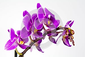 Macro image of orchid flower, captured with a small depth of field.