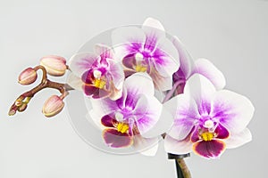 Macro image of orchid flower, captured with a small depth of field.