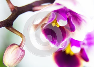 Macro image of orchid flower, captured with a small depth of field.