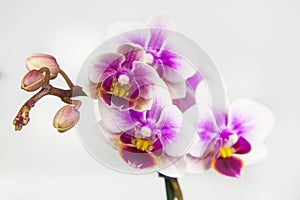 Macro image of orchid flower, captured with a small depth of field.