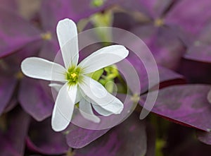 Macro image of an oxalis `Charmed Wine` flower