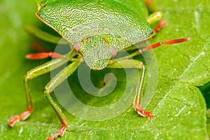 A macro image of  Palomena prasina Shield Bug