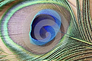 Macro Image of a Peacock Feather