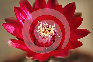 A macro image of a pink cacti flower