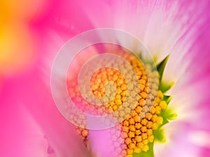 Macro Image of a Pink Gerbera Daisy