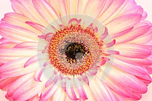 Macro image of pink gerbera daisy flower
