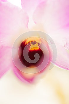 Macro image of a pink moth orchid (Phalaenopsis)...