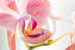 Macro image of pink orchid flower