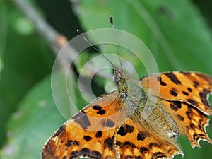Macro Image of a Polygonia c-album