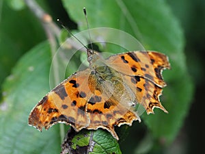 Macro Image of a Polygonia c-album
