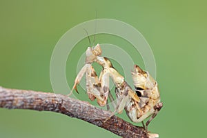 Macro image of A praying mantis (Creobroter gemmatus) with a nature green background