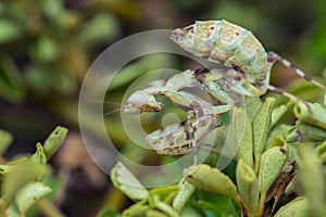 Macro image of A praying mantis (Creobroter gemmatus) with a nature green background photo