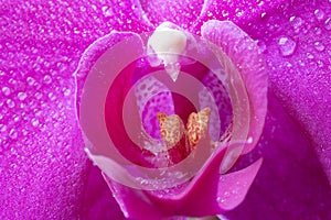 Macro image of a purple orchid flower wetted with water droplets, floral background