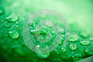 Macro image of raindrops on green leaves blur background. Front view of water drops on green leaf after rain