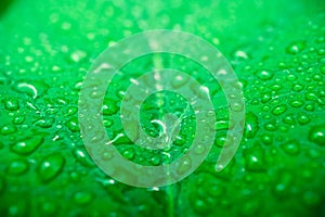 Macro image of raindrops on green leaves blur background. Front view of water drops on green leaf after rain. Drops on leaf in rai