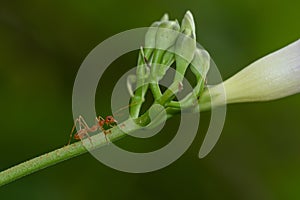 Macro image of red ant on a green flower stem