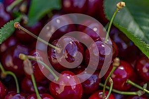 Macro image of red cherries and green leaves. Natural background of summer sweet fruits. Closeup.