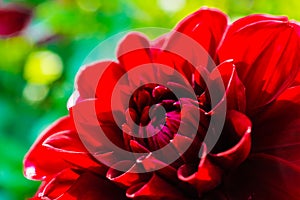 Macro image of a red dahlia flower