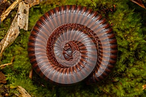 Macro image of Red Milipede Rolling On The Ground