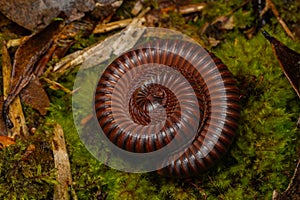 Macro image of Red Milipede Rolling On The Ground