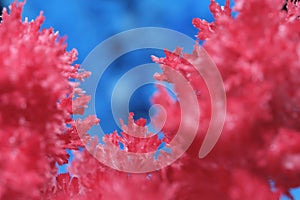 Macro image red salt crystal on blue background.