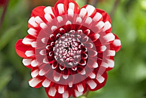 Macro image on red and white flower