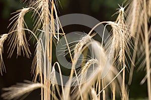 Macro image of ripe wheat ears on field against black background