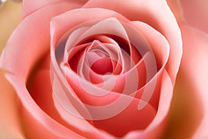 Macro image of rose