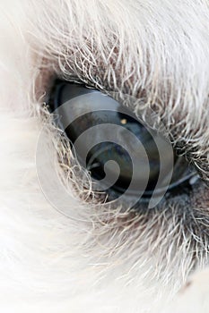 Macro Image Showing the Half Open Eye of the Poodle Dog