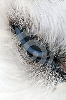 Macro Image Showing the Half Open Eye of the Poodle Dog