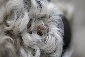 Macro Image Showing the Texture of the Paw of the Poodle Dog