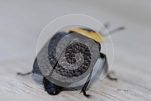 American carrion beetle