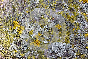 Macro texture background of lichen and moss on tree bark