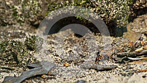 Macro image of a single ant crawling through the forest ground