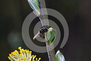 Macro image of a small fly on the leaf button
