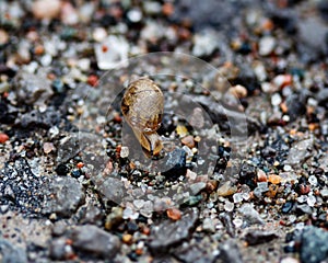 Macro image of a snail