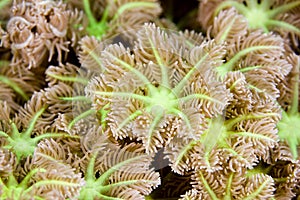 Macro image of soft coral polyps