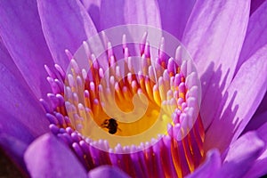 Macro image of soft purple color water lily flower.